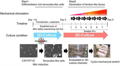 In vitro Neo-Genesis of Tendon/Ligament-Like Tissue by Combination of Mohawk and a Three-Dimensional Cyclic Mechanical Stretch Culture System